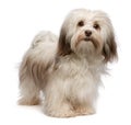 Beautiful chocolate Havanese dog Royalty Free Stock Photo