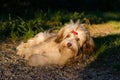 Beautiful chocolate havanese dog is resting on a forest path Royalty Free Stock Photo