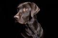 Beautiful Chocolate Lab on Black Royalty Free Stock Photo