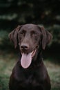 Medium Dog Portrait Black Lab Royalty Free Stock Photo