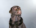 Beautiful chocolate labrador