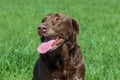 A beautiful chocolate labrador in a field on a summers day