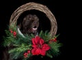 Beautiful chocolate labrador retriever dog isolated on black looking through holiday christmas wreath Royalty Free Stock Photo