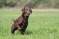 Beautiful chocolate labrador retriever in a meadow Royalty Free Stock Photo