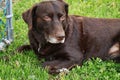 Beautiful Chocolate Labrador Retriever relaxing in fresh spring grass Royalty Free Stock Photo