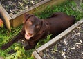 Beautiful Chocolate Labrador Retriever relaxing in garden amongst raised beds and dandelion patch Royalty Free Stock Photo