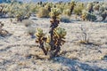 Beautiful Cholla Cactus Garden in Joshua Tree national park