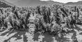 Beautiful Cholla Cactus Garden in Joshua Tree national park