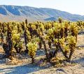 Beautiful Cholla Cactus Garden in Joshua Tree national park