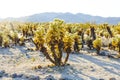 Beautiful Cholla Cactus Garden in Joshua Tree national park