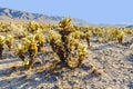 Beautiful Cholla Cactus Garden