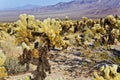 Beautiful Cholla Cactus Garden in Joshua Treer national park in afternoon sun