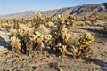 Beautiful Cholla Cactus Garden in Joshua Treer national park in