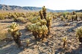 Beautiful Cholla Cactus Garden in Joshua Treer national park in