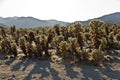 Beautiful Cholla Cactus Garden in Joshua Treer national park in