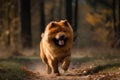 beautiful chow chow dog running in the autumn forest.