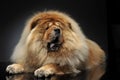 Beautiful Chow Chow look like a lion, lying in a dark studio flo