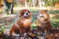 Chow Chow male and female dog sitting among autumn leaves