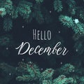 closeup of pine branches with lettering Hello December