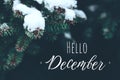 closeup of snowed pine branches with lettering Hello December