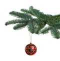 Beautiful Christmas ball hanging on fir tree branch against white background Royalty Free Stock Photo