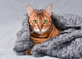 Beautiful Christmas bengal cat with green eyes in gray winter knitted sweater wrap Royalty Free Stock Photo