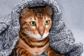 Beautiful Christmas winter bengal cat with green eyes in grey knitted sweater wrap Royalty Free Stock Photo