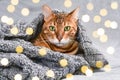 Beautiful Christmas bengal cat with green eyes in grey knitted sweater wrap Royalty Free Stock Photo