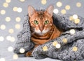 Beautiful Christmas bengal cat with green eyes in grey knitted sweater wrap Royalty Free Stock Photo