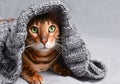 Beautiful Christmas bengal cat with green eyes in gray knitted sweater wrap Royalty Free Stock Photo