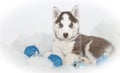 Beautiful Christmas Husky Puppy Royalty Free Stock Photo