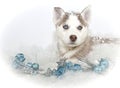 Beautiful Christmas Husky Puppy Royalty Free Stock Photo