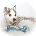 Beautiful Christmas Husky Puppy Royalty Free Stock Photo