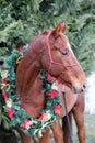 Portrait of a horse wearing beautiful Christmas garland decorations