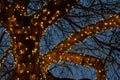 Beautiful Christmas lights around a tree branches against the light blue sky background in night Royalty Free Stock Photo