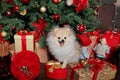 Christmas picture, symbol of the year 2018 dog Royalty Free Stock Photo