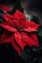 Beautiful Christmas red poinsettia flower close-up. New year and Christmas. Royalty Free Stock Photo