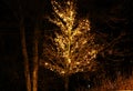 A beautiful christmasÃÂ´s tree hanging with Christmas lights. In the Frydek Mistek park. Beautiful alley with this trees Royalty Free Stock Photo