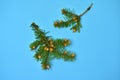 Beautiful Christmas tree branch with small cones, on a blue background