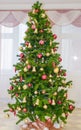 Christmas tree indoors Royalty Free Stock Photo