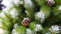 Beautiful Christmas tree with green needles covered with snow and natural cones. Artificial spruce branch with cones for Royalty Free Stock Photo