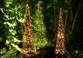 Christmas trees made with tropical plants inside a garden Royalty Free Stock Photo