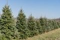 Beautiful Christmas Trees on Tree Farm Royalty Free Stock Photo