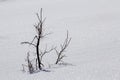 Beautiful Christmas winter landscape. Small young green tender f Royalty Free Stock Photo