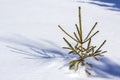 Beautiful Christmas winter landscape. Small young green tender fir tree spruce growing alone in deep snow on mountain slope on Royalty Free Stock Photo