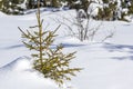 Beautiful Christmas winter landscape. Small young green tender fir tree spruce growing alone in deep snow on mountain slope on Royalty Free Stock Photo