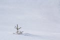 Beautiful Christmas winter landscape. Small young green tender fir tree spruce growing alone in deep snow on mountain slope on Royalty Free Stock Photo