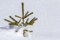 Beautiful Christmas winter landscape. Small young green tender fir tree spruce growing alone in deep snow on mountain slope on Royalty Free Stock Photo