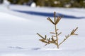 Beautiful Christmas winter landscape. Small young green tender fir tree spruce growing alone in deep snow on mountain slope on Royalty Free Stock Photo