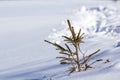 Beautiful Christmas winter landscape. Small young green tender fir tree spruce growing alone in deep snow on mountain slope on Royalty Free Stock Photo